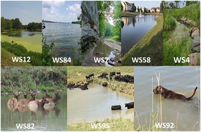 Isolation and characterization of saprophytic and pathogenic strains of Leptospira from water sources in the Midwestern United States